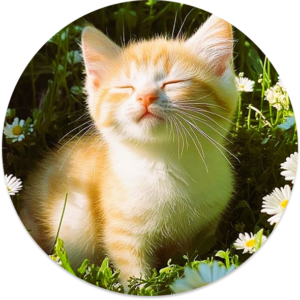 Для кошек