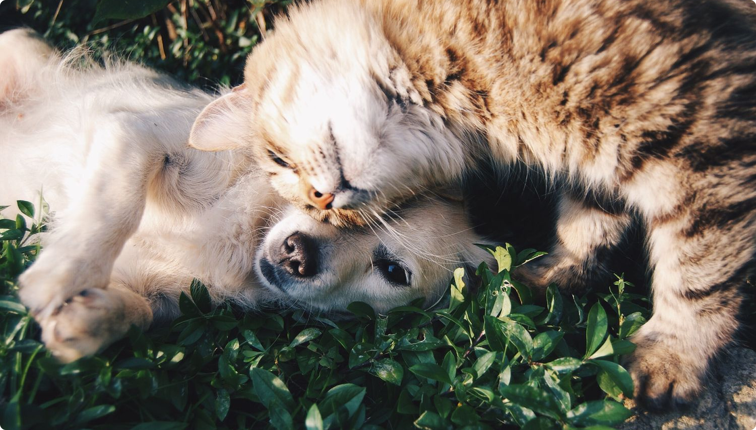 EcoPet